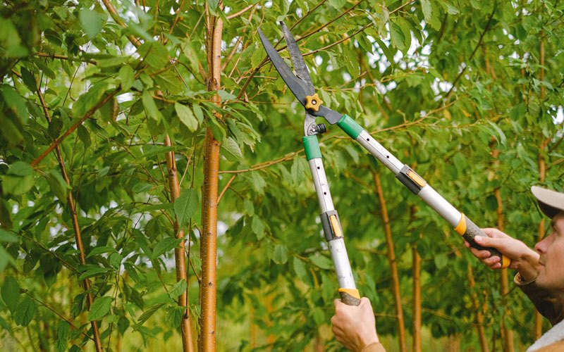 Tree trimming in Powell Butte, OR